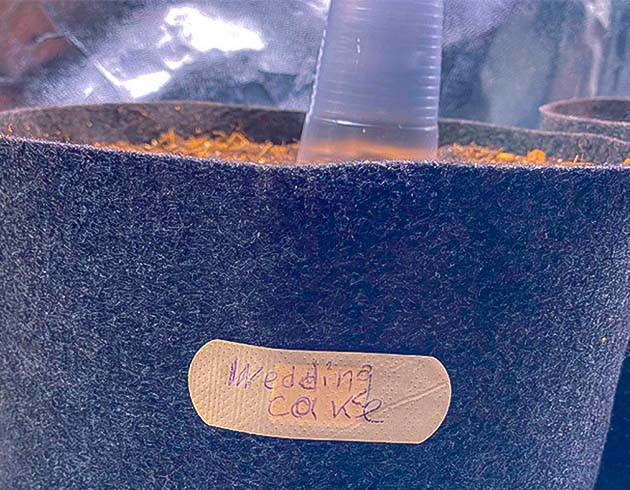 Замачивание семечки в воде Проращивание сорта Wedding Cake Auto