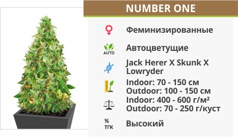 Number One auto (Doctor’s Choise)