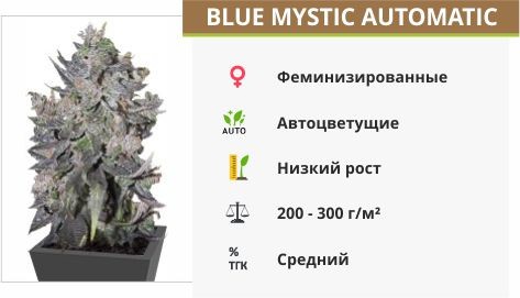 Сорт марихуаны Blue Mystic Automatic Blue Mystic Automatic (Nirvana Seeds)