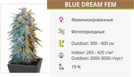 Сорт конопли Blue Dream Blue Dream fem (Humboldt Seeds)