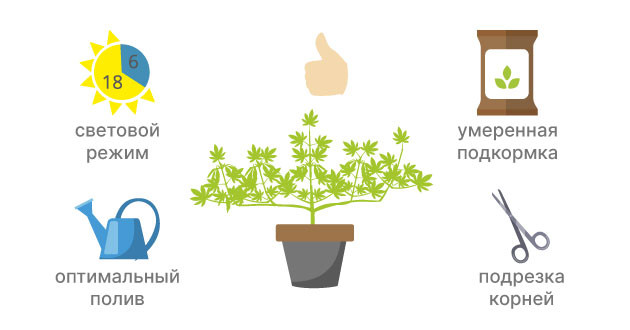 Материнский куст конопли после клонирования Уход за материнским растением