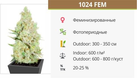 Сорт конопли 1024 1024 fem (Medical Seeds)