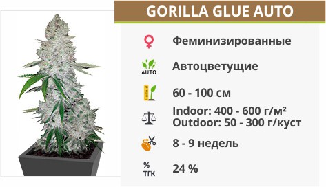 Сорт конопли Gorilla glue auto Gorilla glue auto от FastBuds