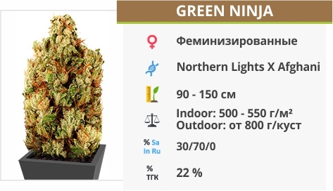 описание сорта Green Ninja описание сорта Green Ninja