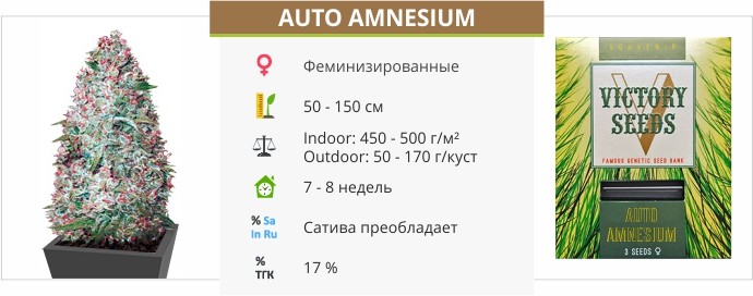 Auto Amnesium