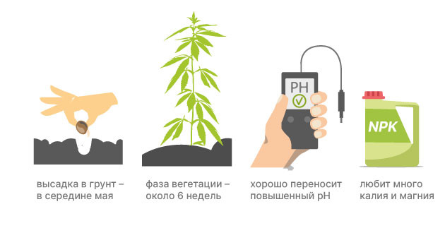Жизненный цикл сативы Сколько растет конопля сативы