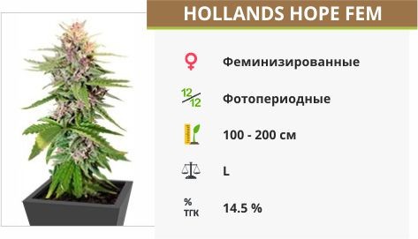 Сорт конопли Hollands Hope Hollands Hope fem (Dutch Passion)