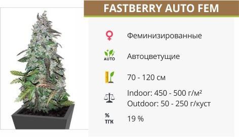 Сорт конопли Fastberry auto Fastberry auto fem (FastBuds)