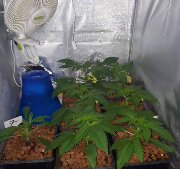 Подкормка удобрениями с 4 недели выращивания 7 кустов Grandaddy Purple