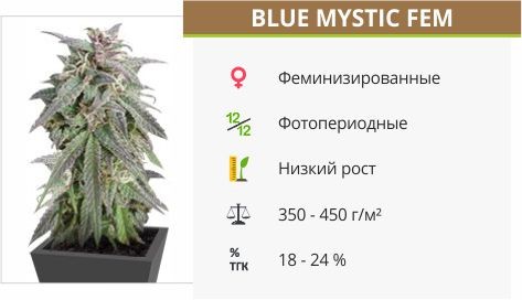 Сорт конопли Blue Mystic Blue Mystic fem (Nirvana Seeds)