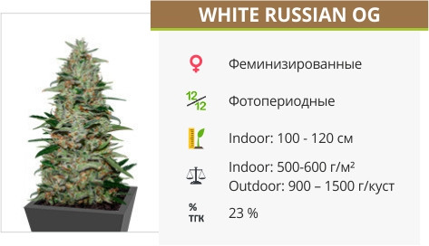 White Russian OG от Kalashnikov Seeds