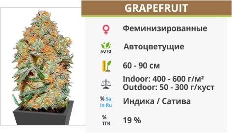 описание сорта Grapefruit описание сорта Grapefruit