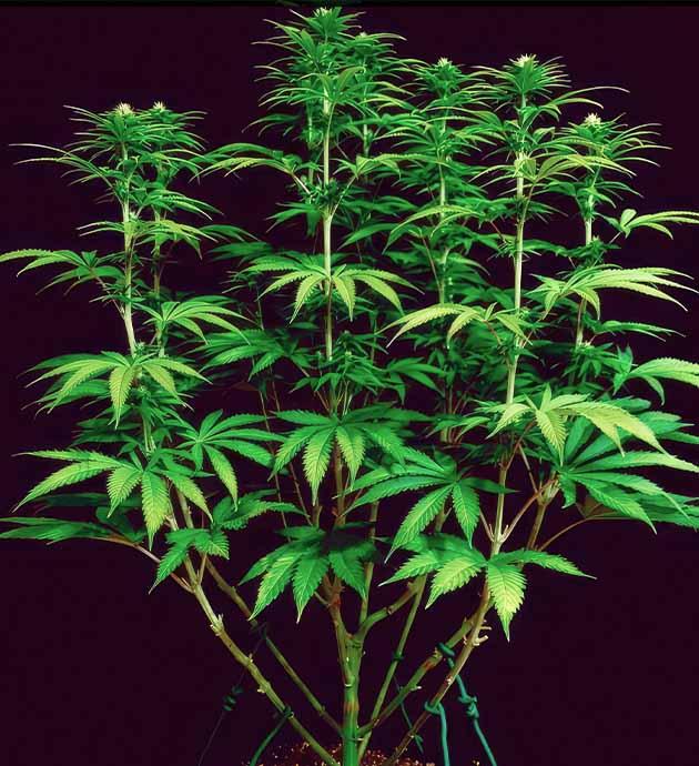 Проведение LST тренировки Куст после LST