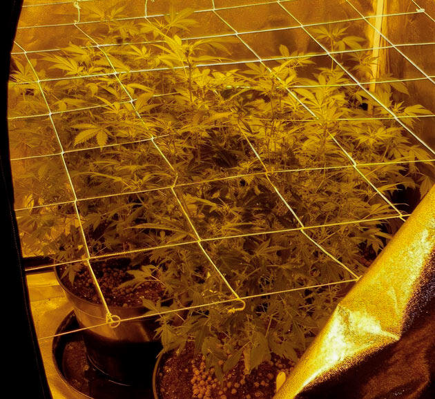 Применение техники ScrOG для роста марихуаны Конопля под сеткой ScrOG