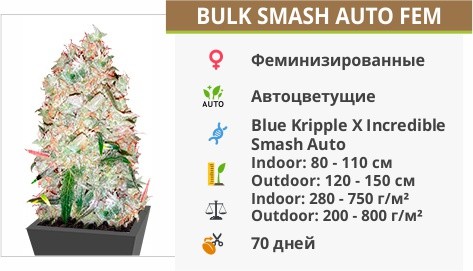 описание сорта Gorilla Glue Auto описание сорта Bulk Smash Auto fem