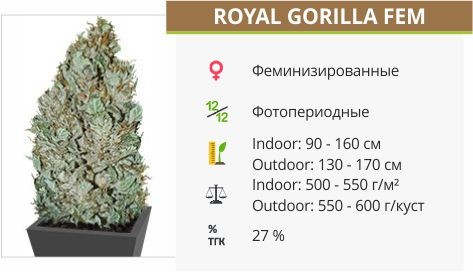 Сорт марихуаны Royal Gorilla Royal Gorilla fem от RQS