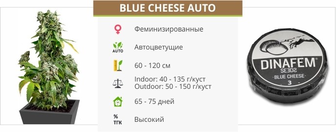 Blue Cheese Auto Blue Cheese Auto