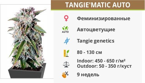 Сорт конопли Tangie matic auto Tangie matic auto от FastBuds