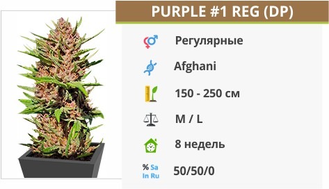 Purple 1 Purple 1