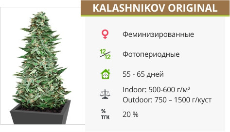 Kalashnikov Original от Kalashnikov Seeds