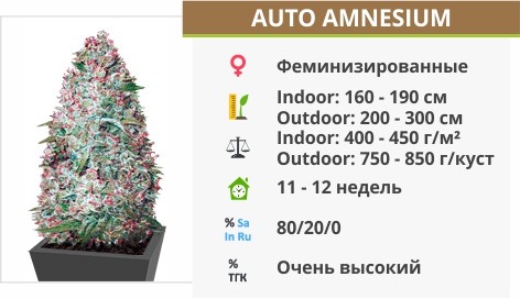 Auto Amnesium
