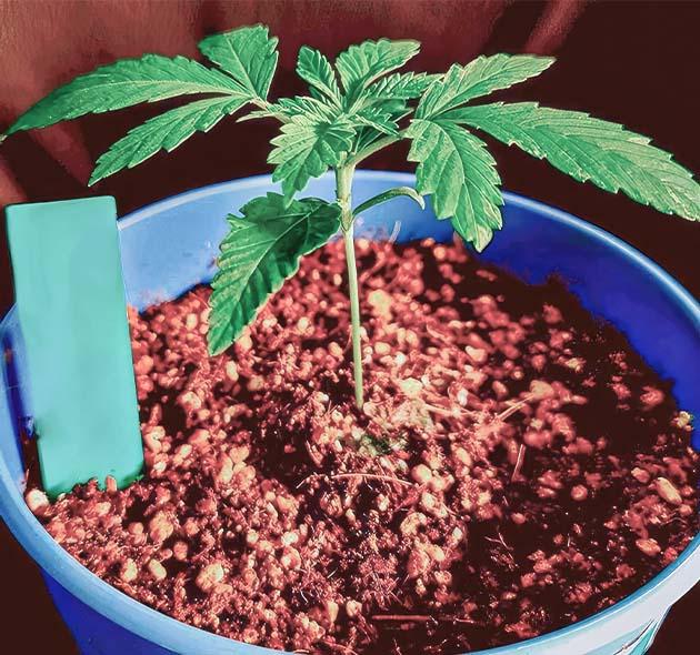 1 неделя выращивания Куст конопли на 1 неделе выращивания