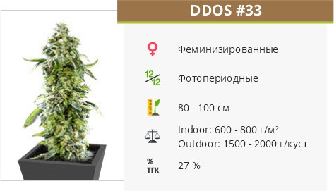 Сорт конопли DDoS #33 DDoS #33 от Herbies Seeds