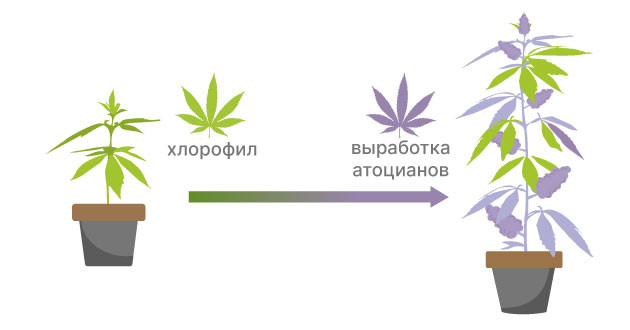 Причины появления фиолетового окраса конопли Выработка атоцианов