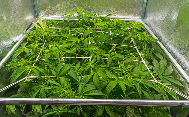 Использование метода ScrOG на 7 неделе Куст под ScrOG сеткой