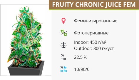 Сорт конопли Fruity Chronic Juice Fruity Chronic Juice fem от Delicious Seeds