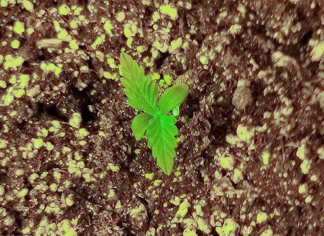 Старт выращивания марихуаны Росток Original Chemdawg Auto