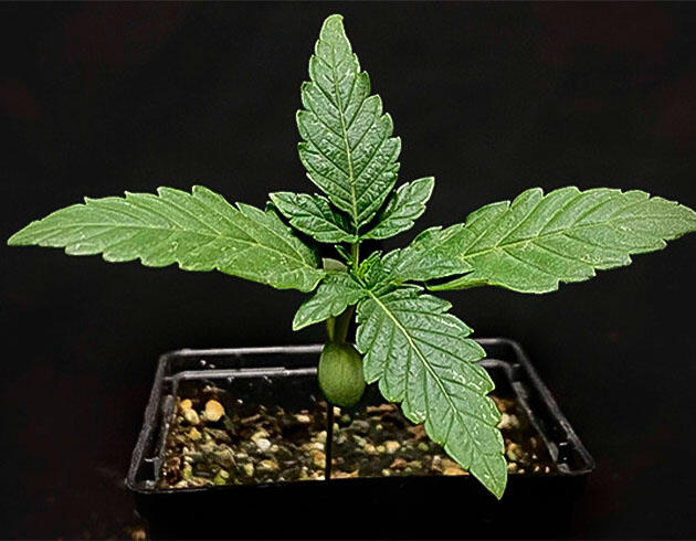 Росток сорта конопли Amnesia Zkittlez Auto
