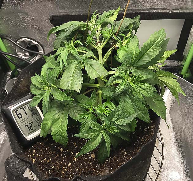 Применение техники LST Куст после LST
