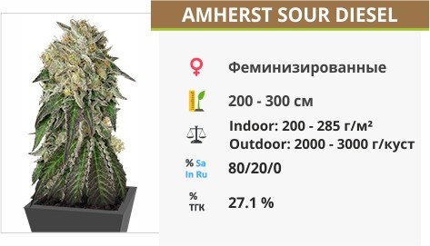 Amherst Sour Diesel Amherst Sour Diesel