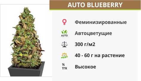 описание сорта Auto Blueberry Auto Blueberry