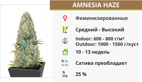 Amnesia Haze Amnesia Haze