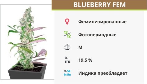 Сорт конопли Blueberry Blueberry fem (Dutch Passion)