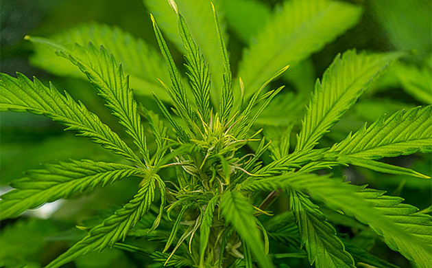 Начало цветения на 8 неделе Соцветие Gorilla Cookies Auto