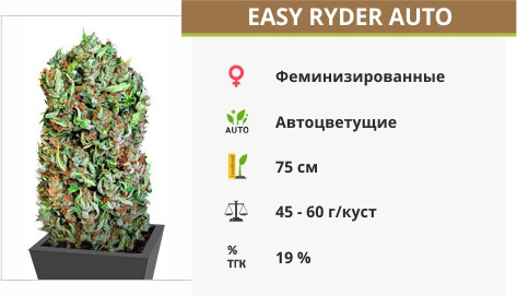 Auto Easy Ryder
