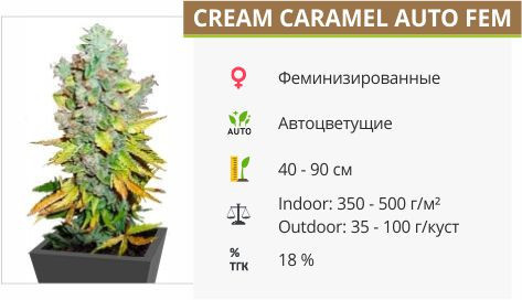Сорт конопли Cream Caramel Auto Cream Caramel Auto от Sweet Seeds