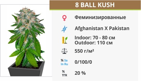 8 Ball Kush 8 Ball Kush