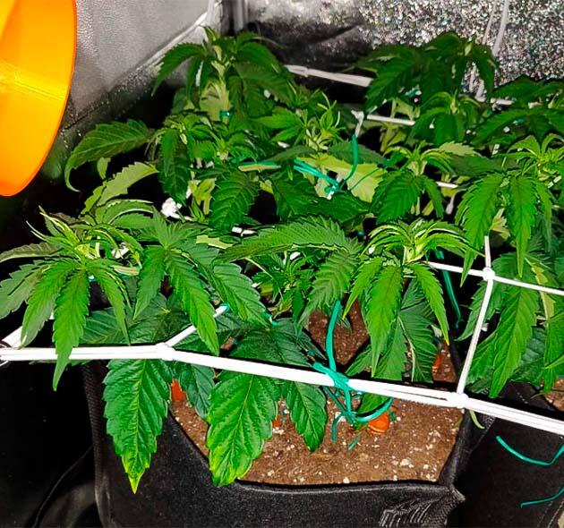 Равномерное развитие соцветий на всех побегах Конопля под сеткой ScrOG