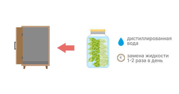 Водный метод пролечки марихуаны Водная пролечка каннабиса