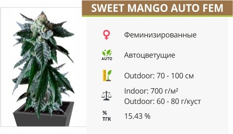 Сорт конопли Sweet Mango Auto Sweet Mango Auto fem от Green House Seeds