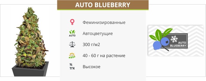Auto Blueberry Auto Blueberry