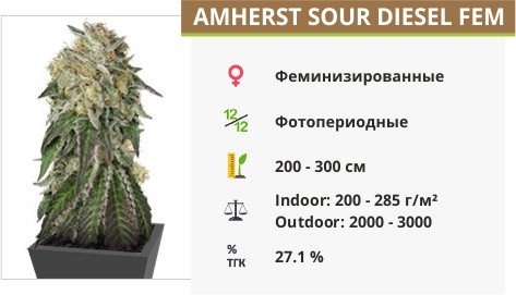 Сорт марихуаны Amherst Sour Diesel Amherst Sour Diesel fem от Humboldt Seeds