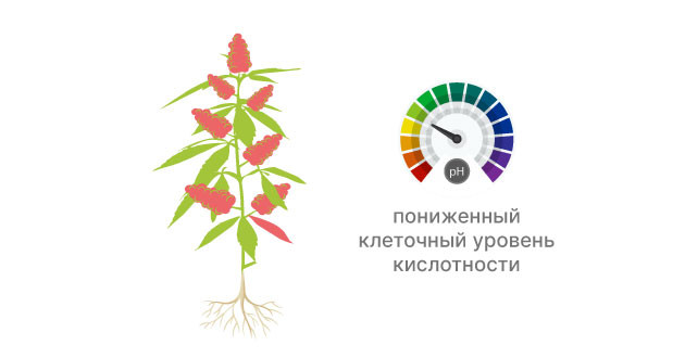Условия появления красного цвета конопли Красная конопля
