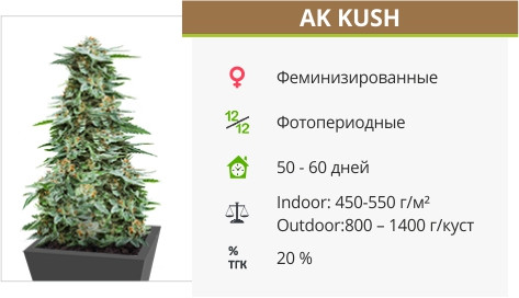 AK Kush от Kalashnikov Seeds