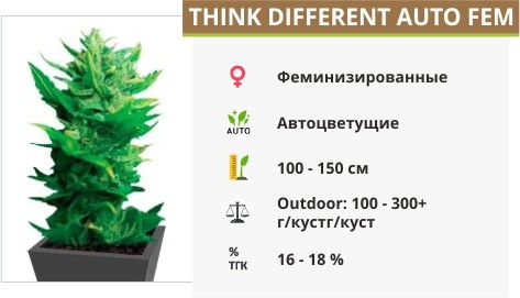 Сорт марихуаны Think Different auto Think Different auto fem от Dutch Passion