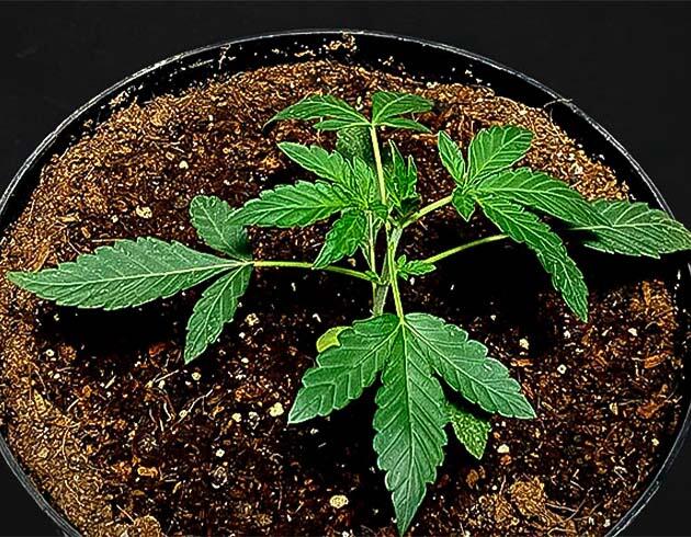 Конопля на 2 неделе роста
